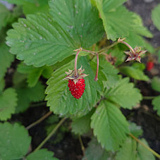 At the Minihaus in München Freiham we grow our own strawberries, currants and raspberries.